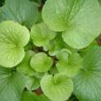 山萮菜(山葵)