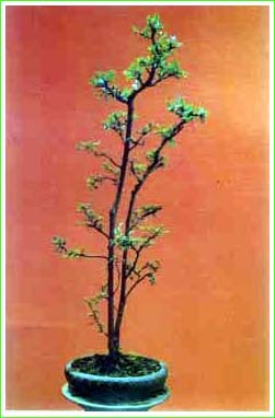 榆樹盆景——高聳型