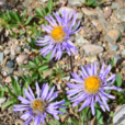 太白菊 太白菊