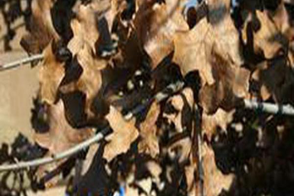 Quercus marilandica Quercus marilandica