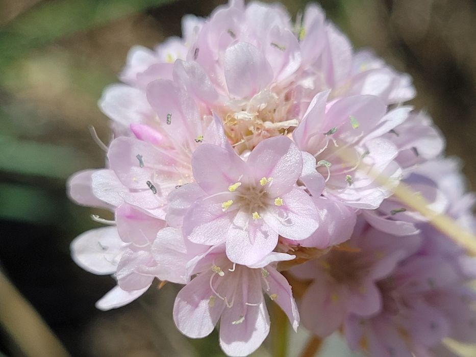 Armeria ruscinonensis Armeria ruscinonensis