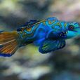 麒麟魚 麒麟魚