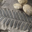 化石(地史時期古生物的遺體、遺蹟和遺物)