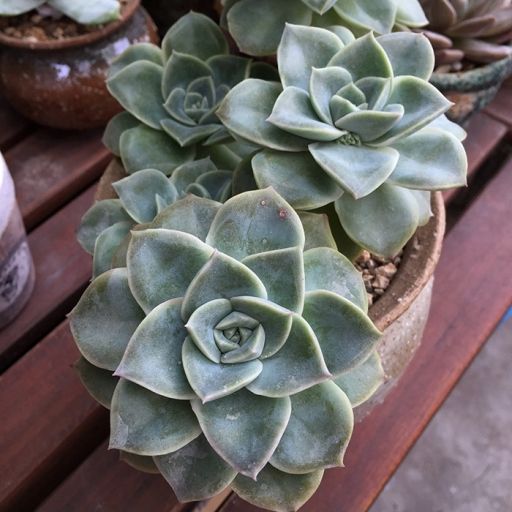 哈利沃森