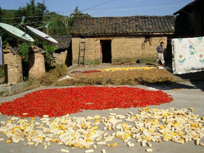 板栗樹村 板栗樹村