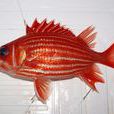 刺棘鱗魚 刺棘鱗魚