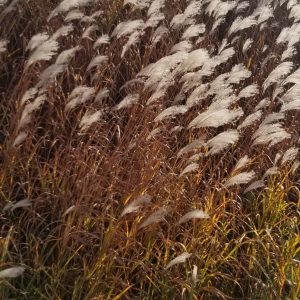 Miscanthus sacchariflorus