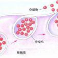局部分泌 局部分泌