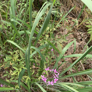 Cleome rosea