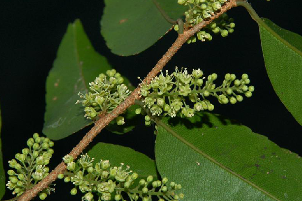 馬桂花 馬桂花