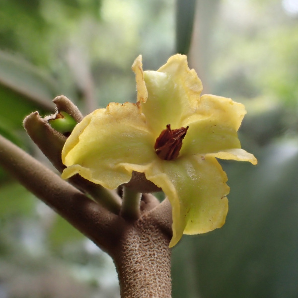 Nothocestrum peltatum