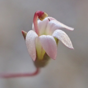 Nemacladus secundiflorus