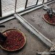 三葉蟲茶 三葉蟲茶