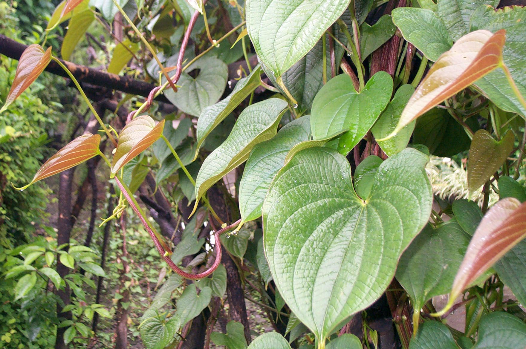 黃藥子(薯蕷目薯蕷科植物)