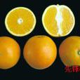 先鋒橙