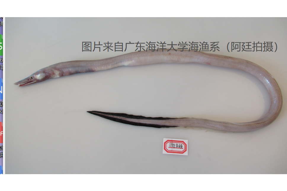 台灣草鰻 台灣草鰻