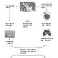類圓線蟲病 類圓線蟲病