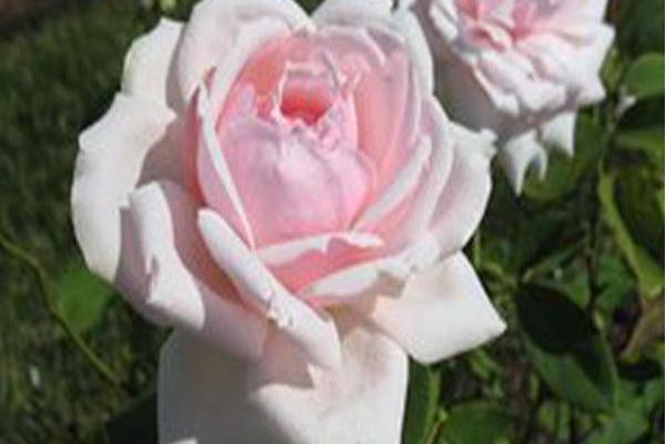 Rosa \x27Quietness\x27