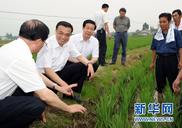 李克強在安慶桐城市楊安村考察水稻生產情況