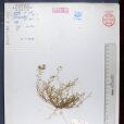 薄果薺 薄果薺