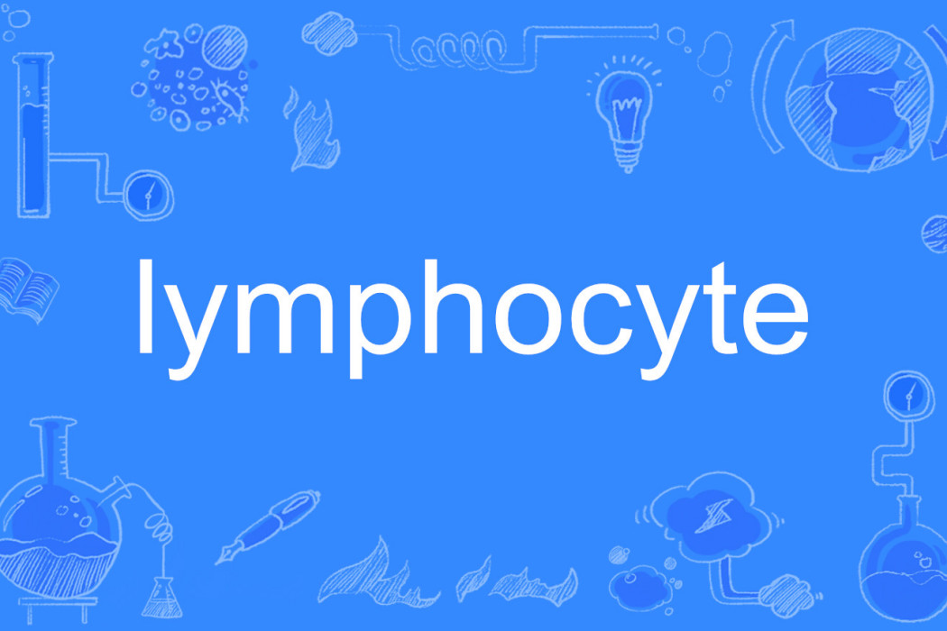 lymphocyte lymphocyte