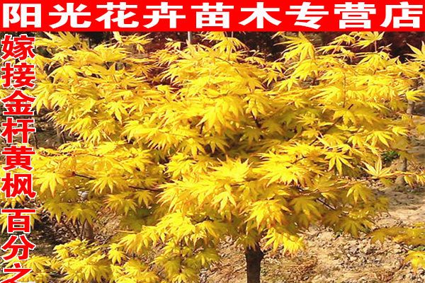金桿楓 金桿楓