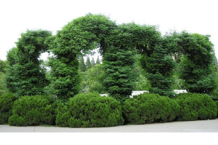 蔓趣公園 蔓趣公園