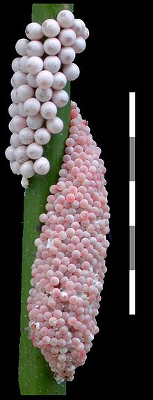Pomacea insularum的卵塊(下方)