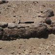 馬鬃山鈣化木化石