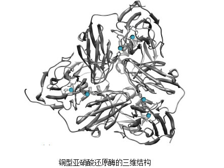 銅型亞硝酸還原酶的三維結構