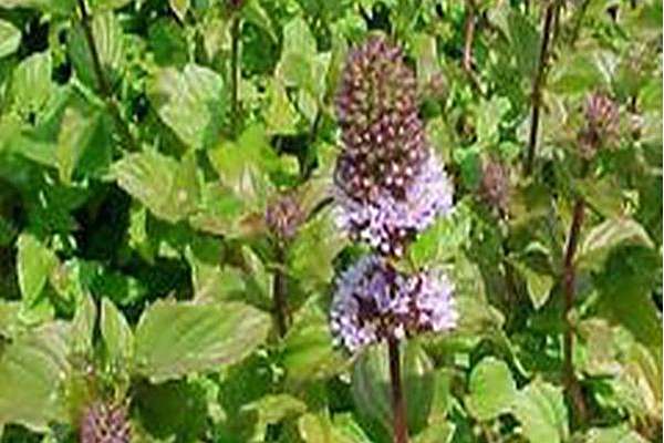 Mentha × piperita f. citrata Mentha × piperita f. citrata
