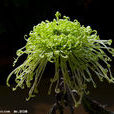 綠菊 綠菊