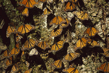 美洲王蝶生態保護區