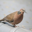 斑鳩屬 斑鳩屬