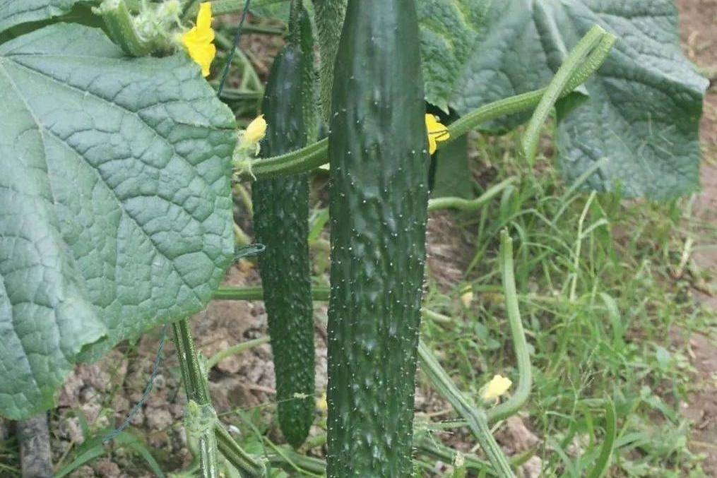 華黃瓜6號 華黃瓜6號