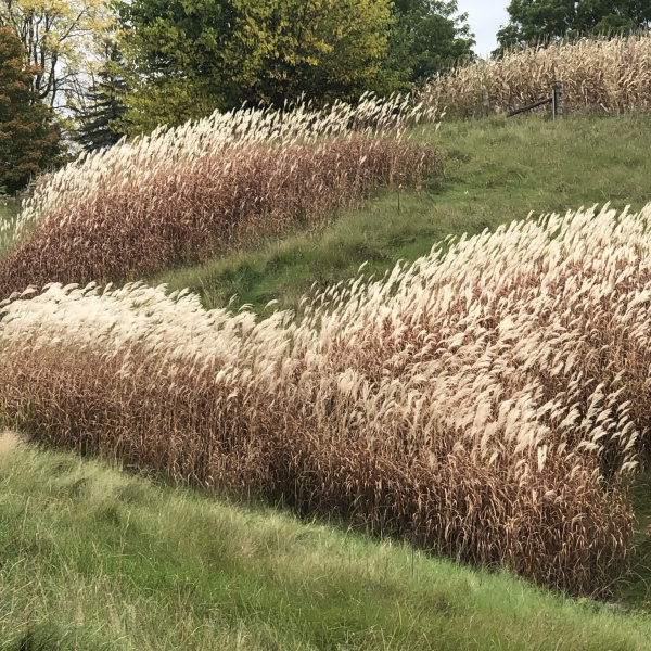 Miscanthus sacchariflorus