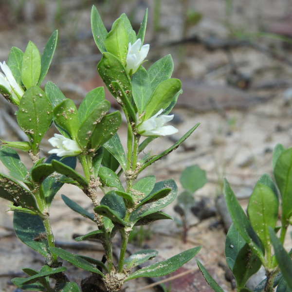 Orianthera pusilla