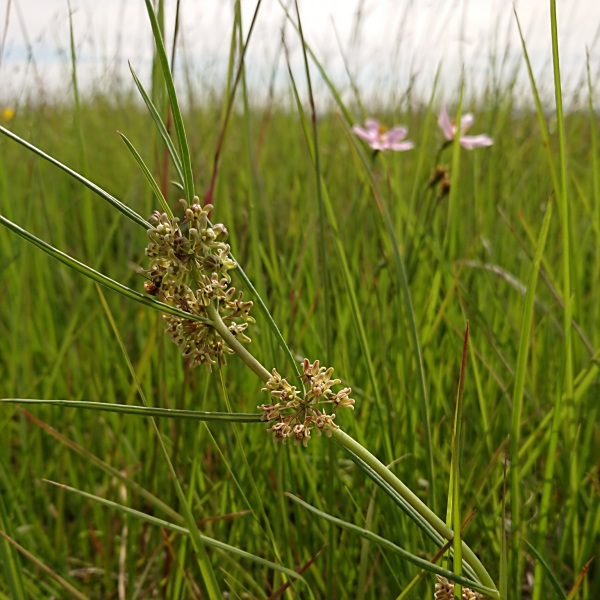 Stenostelma periglossoides