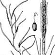 大葉藻(被子植物)