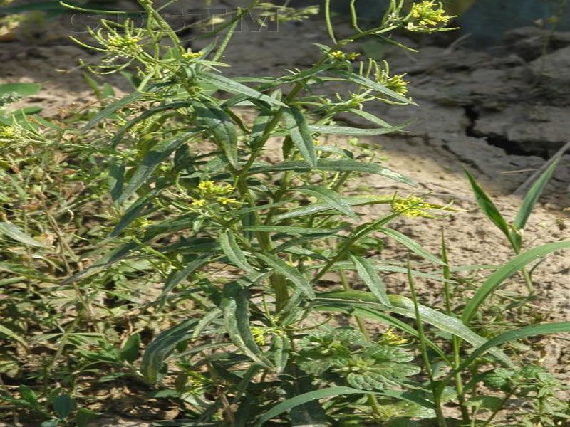 外折糖芥 外折糖芥