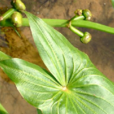 冠果草 冠果草