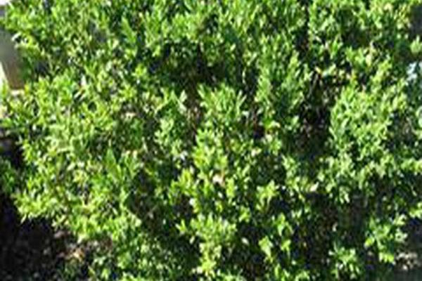 Buxus sempervirens \x27Pullman\x27 Buxus sempervirens \x27Pullman\x27