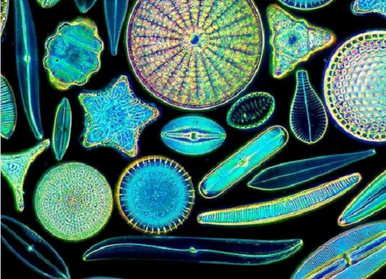 硅藻細胞