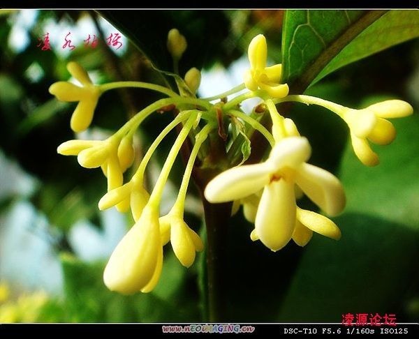 桂花台 桂花台