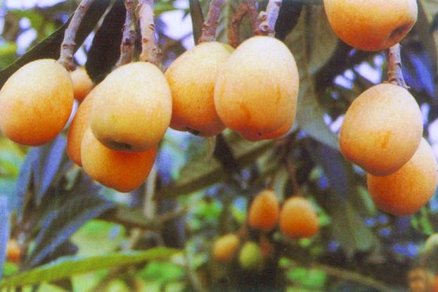 華白1號 華白1號