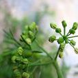 細葉芹屬 細葉芹屬