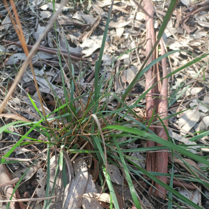 Rytidosperma bipartitum