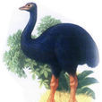 隆鳥屬 隆鳥屬
