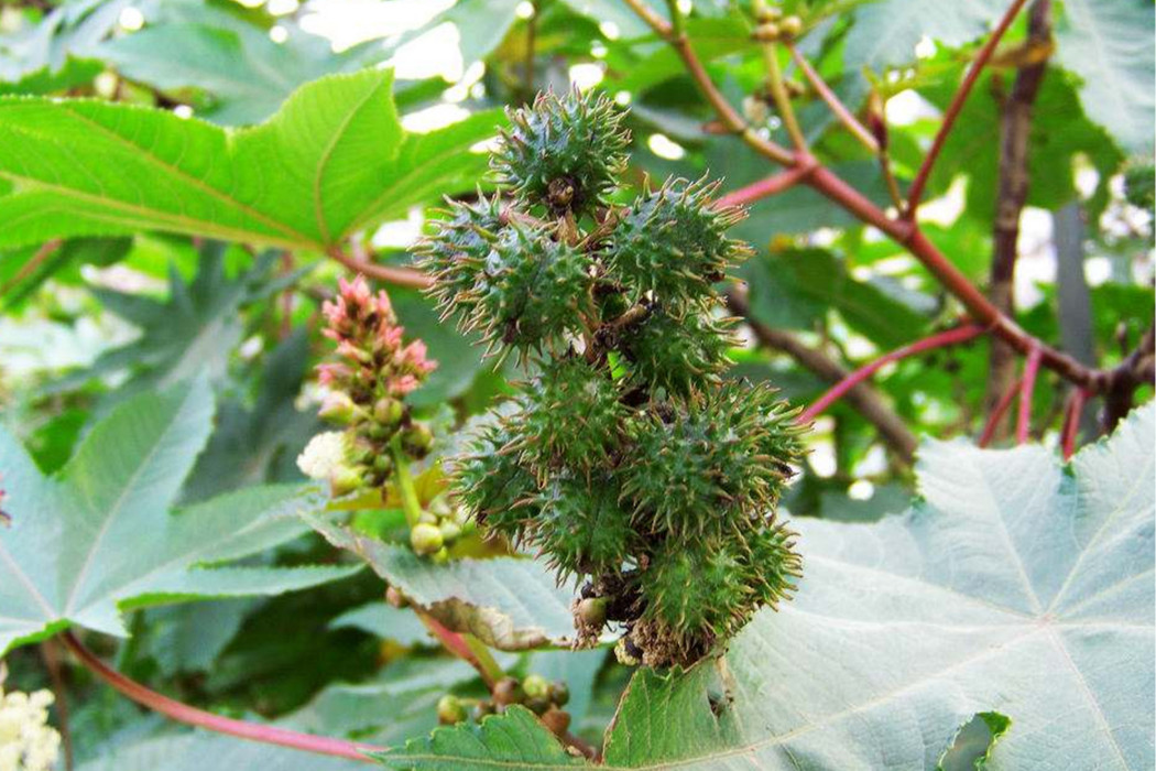 花溪蓖麻