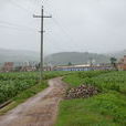 六街村(雲南石屏縣龍朋鎮下轄村) 六街村(雲南石屏縣龍朋鎮下轄村)